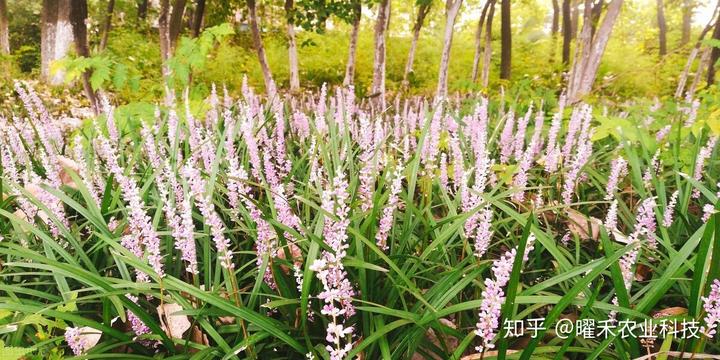 致富经金银花种植技术_致富经金银花种植技术视频_致富种植金银花技术怎么样