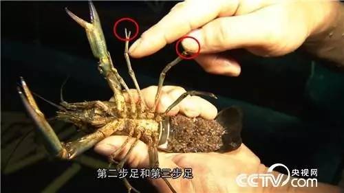 致富经安徽龙虾大王_致富大王龙虾安徽有卖吗_致富经龙虾养殖视频全集