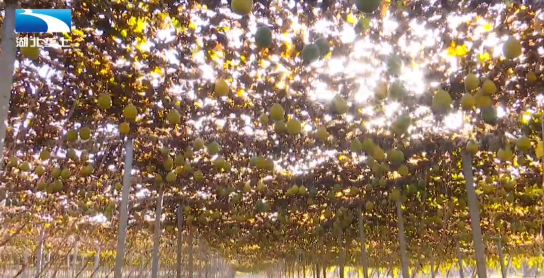 种植瓜蒌的项目市场前景_种植瓜蒌政府有补贴么_村民种植瓜蒌致富