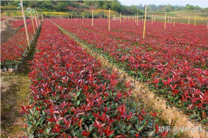 花木种植 增收致富_种植花卉致富_种植花木前景怎样