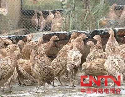 cctv7致富经养山鸡_致富经养山鸡视频_致富经cctv7养土鸡视频