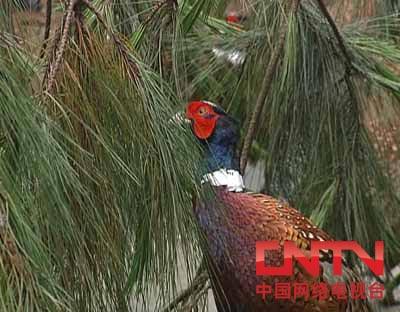cctv7致富经养山鸡_致富经养山鸡视频_致富经cctv7养土鸡视频