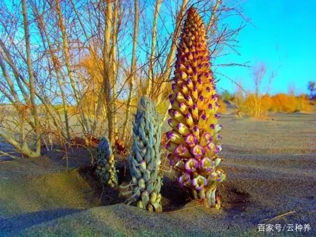 致富种植肉苁蓉视频_种植肉苁蓉致富_种植肉苁蓉的自然条件