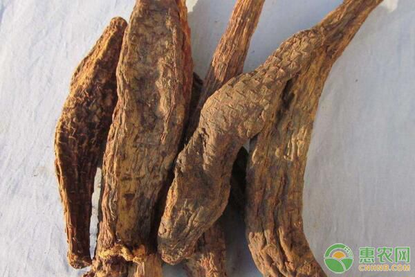 肉苁蓉多少钱一斤？有哪些功效作用？肉苁蓉高产种植技术