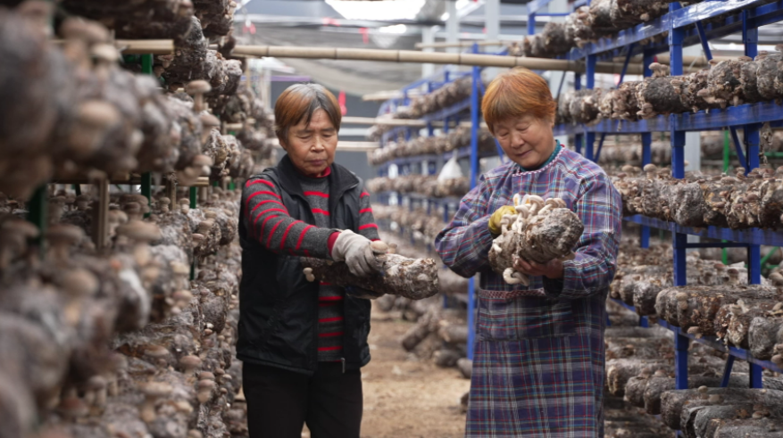 种植香菇致富新闻_新闻致富香菇种植视频_种植香菇新技术