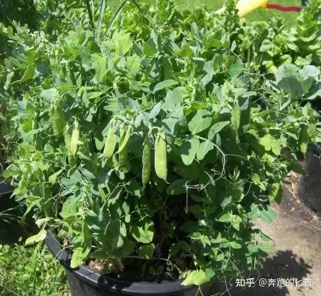 致富经香菜种植技术_致富经香菜种植_致富香菜种植技术视频教程