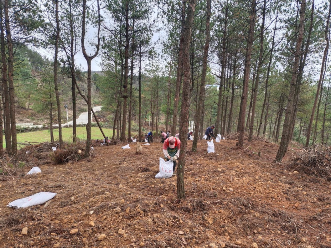 思南大坝场：林下黄精变致富“黄金”
