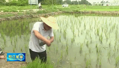 斗鱼养殖致富视频_视频致富养殖斗鱼是真的吗_养殖斗鱼赚钱吗