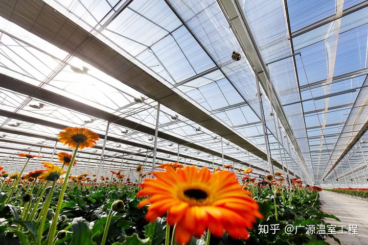 种大棚水果投资多少钱_大棚种植水果新品种_大棚水果种植致富