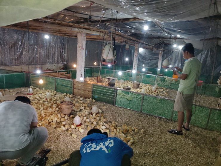 致富经土鸡养殖技术视频_致富经养殖土鸡视频_养殖土鸡视频全集视频播放