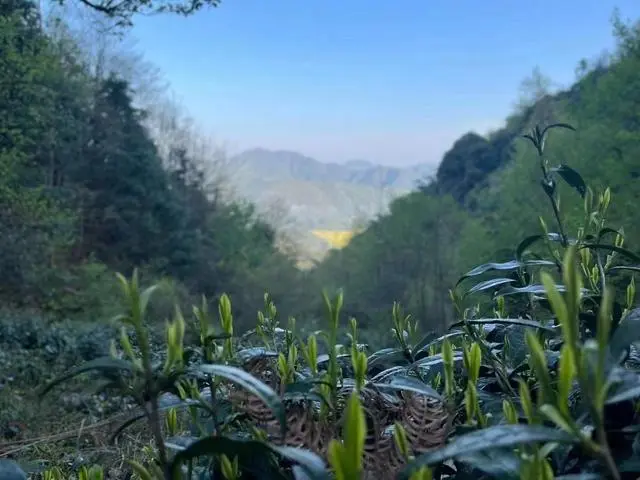 视频致富养殖土鸡是真的吗_致富经农村养土鸡视频_致富经养殖土鸡视频