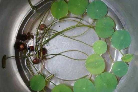 莲籽如何播种（莲子籽种植技术视频）