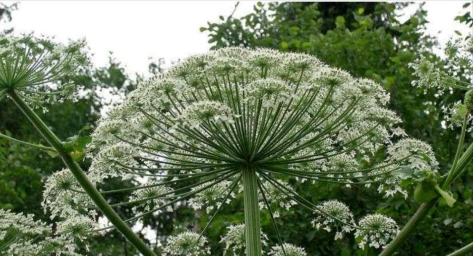 白芷种植技术与利润_种白芷的经济效益_种植利润白芷技术怎么样