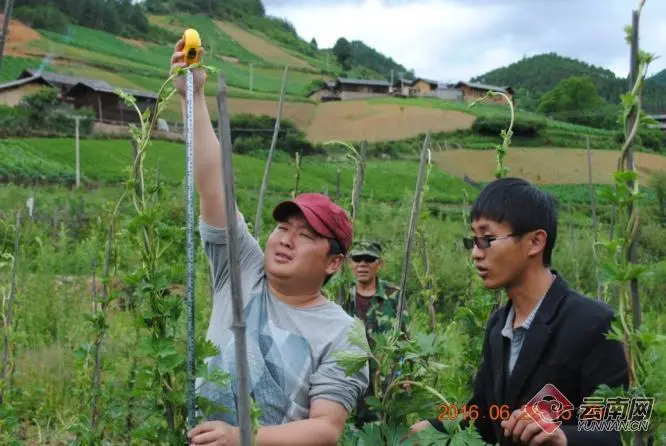 乡村种植中药致富_致富药材种植_中药材种植致富