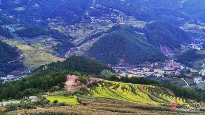 乡村种植中药致富_中药材种植致富_致富药材种植