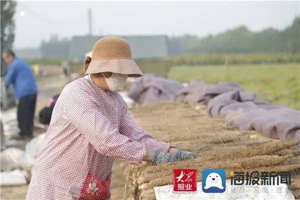 聊城农村种植致富_致富聊城种植农村有补贴吗_聊城种菜基地