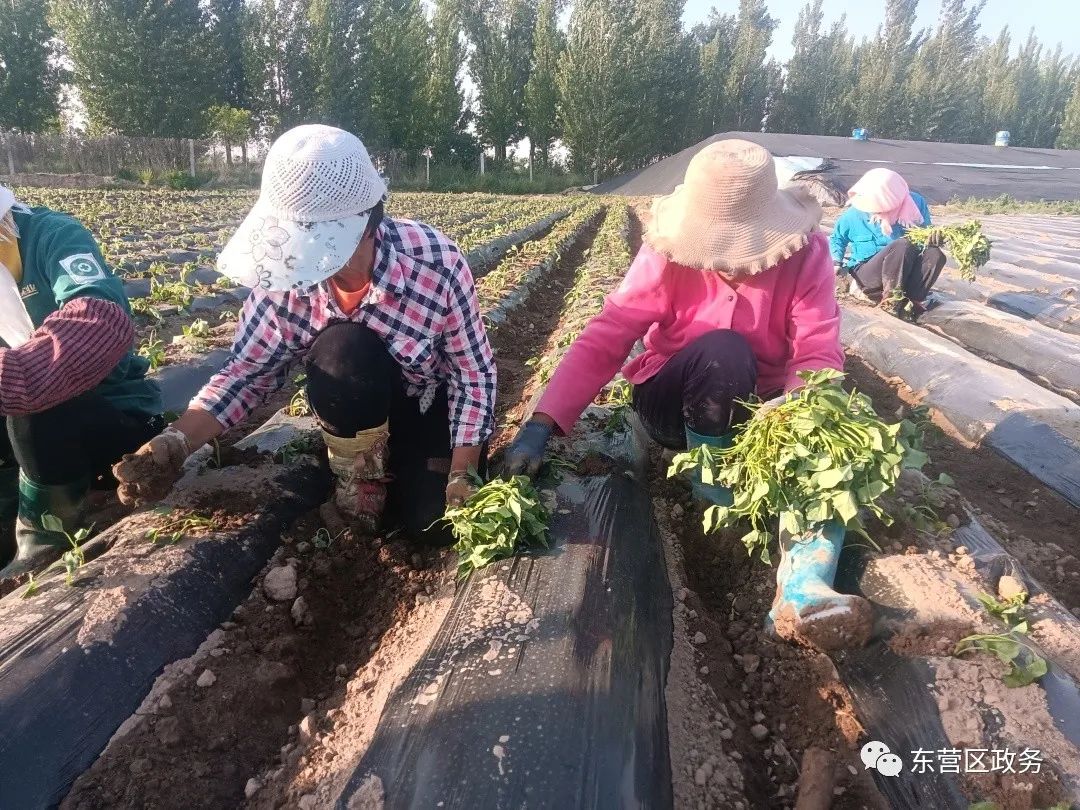 农民种植致富_农业种植致富先机_农村致富项目种植业