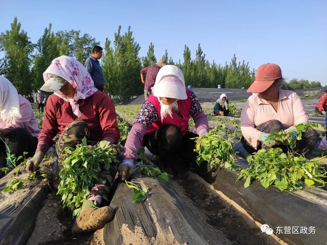 农业种植致富先机_农村致富项目种植业_农民种植致富