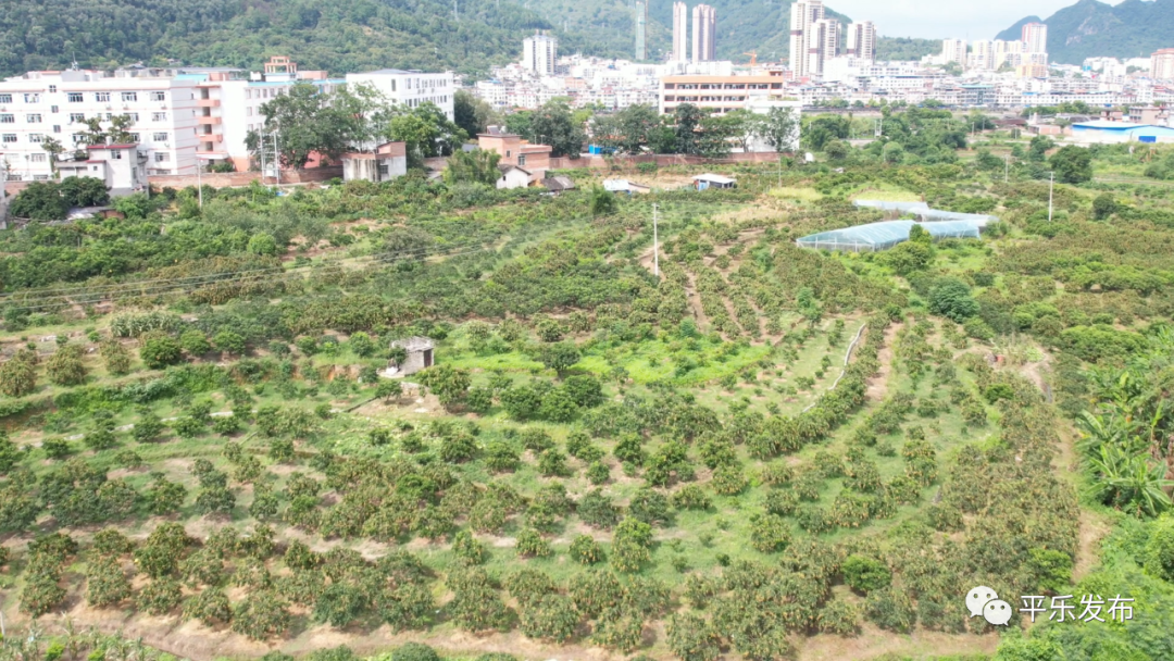 种植黄皮果树视频_种植黄皮果的市场前景_黄皮果种植致富