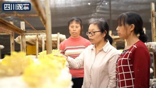 香菇种植四川技术大师是谁_四川最大香菇种植技术_四川香菇种植基地