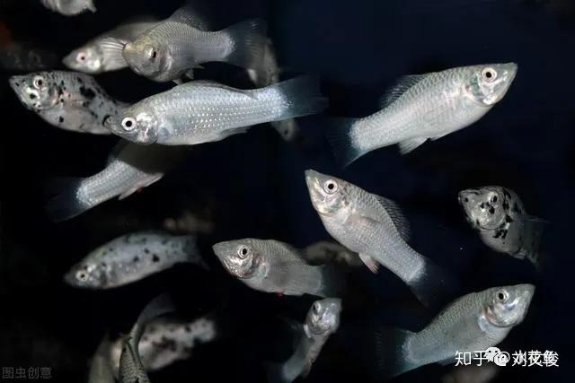 致富养殖项目_养殖致富经_致富 加工与养殖