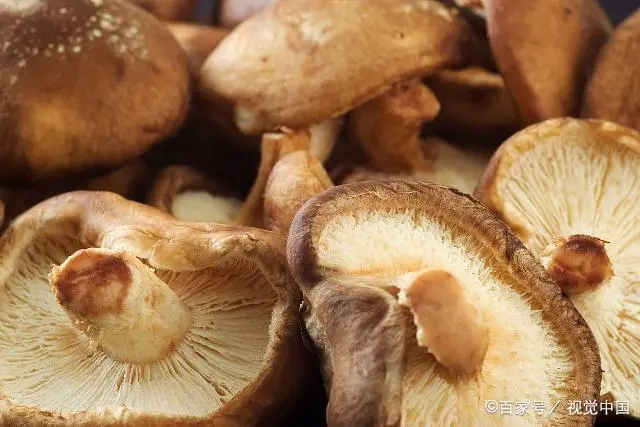 技术比日本早587年，产量还不及一半！不料一项技术就成香菇大国
