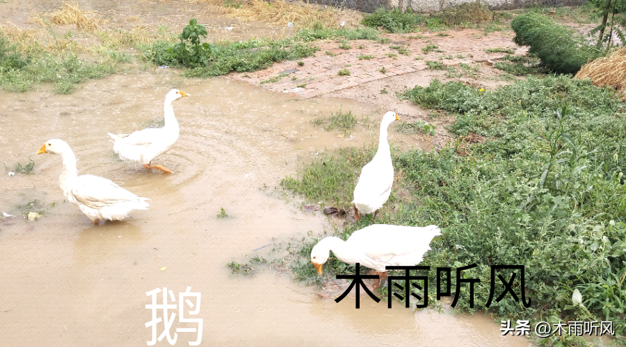 在果园里养鹅除草的利弊有哪些？怎样做才能利大于弊？