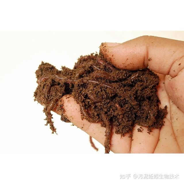 蚯蚓养殖技术pdf_养殖蚯蚓技术_养殖蚯蚓技术资料