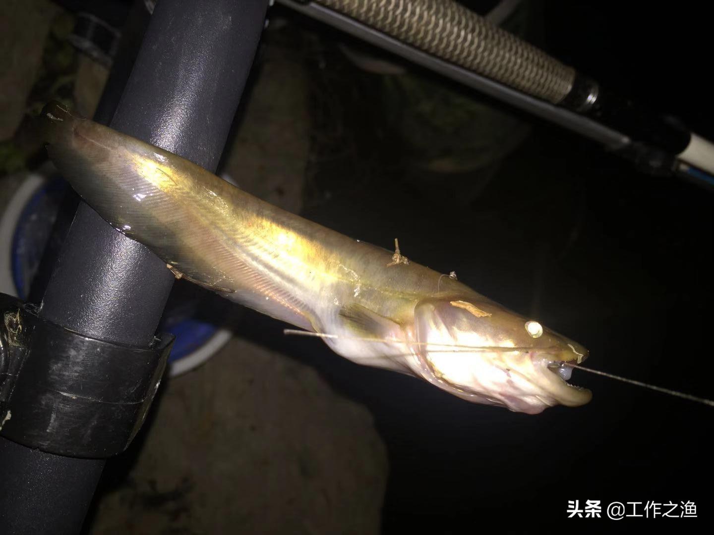 致富苗养殖口鲶技术大师_致富经大口鲶苗养殖技术_致富苗养殖口鲶技术大全视频