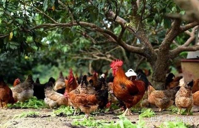 黑公鸡养殖技术_公鸡养殖技术视频_养公鸡的饲养技术视频