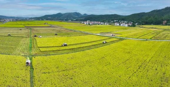 致富稻种植基地_水稻种植基地_致富稻种植基地在哪里