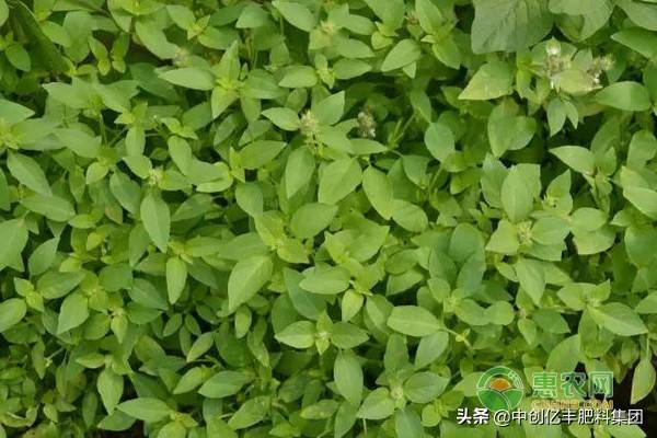怎样种植荆芥的小视频_视频种植荆芥技术要点_荆芥种植技术视频
