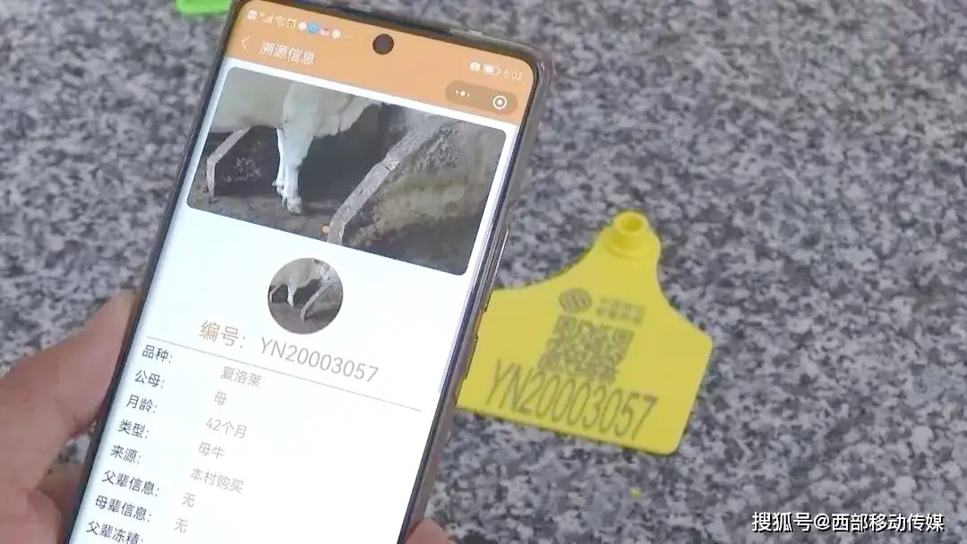 云南肉牛养殖技术_养殖云南肉牛技术要求_云南肉牛养殖政策