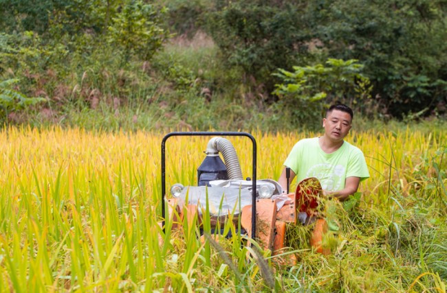 致富经种植水稻视频_致富稻种植基地在哪里_致富稻种植基地