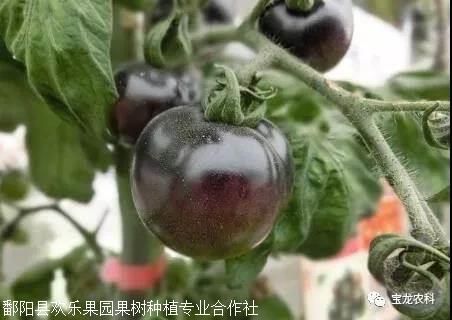 黑番茄种植前景_番茄种植黑北京技术怎么样_北京黑番茄种植技术