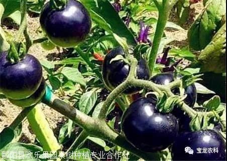 番茄种植黑北京技术怎么样_黑番茄种植前景_北京黑番茄种植技术