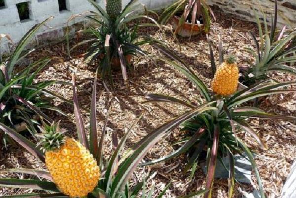 2017年世界十种最贵的水果排行榜，有8种都是日本种植的