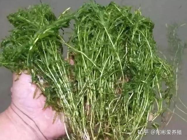 南京龙虾养殖陈老师讲课_南京小龙虾养殖技术_江苏龙虾养殖