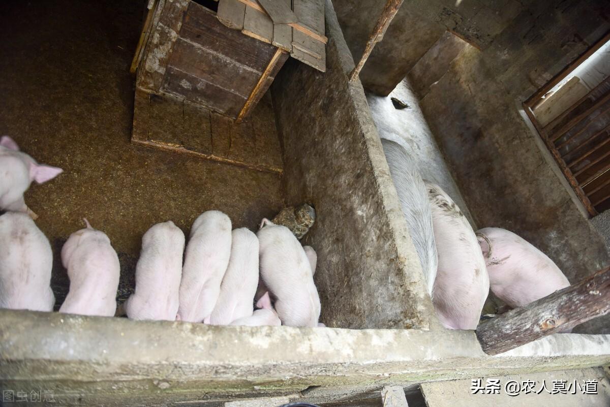 2020农村养殖致富门路_致富养殖农村有补贴吗_农村致富养殖什么