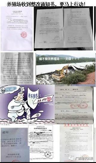 猪粪发酵喂鸡技术_鸡粪发酵喂猪发酵剂用什么好_鸡粪发酵养殖猪技术