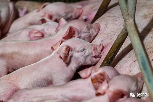 美国猪养殖技术_美国养猪设备_美国的养猪技术视频