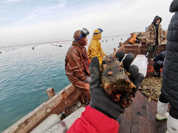 养海参骗局_养海参的人有钱吗_致富经养海参女孩