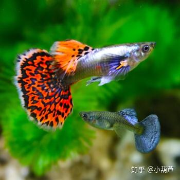 养孔雀养殖技术_孔雀养殖技术视频教程_孔雀养殖教程