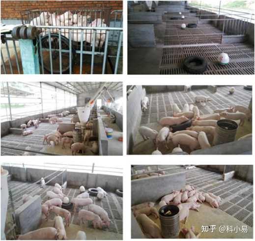养黄鱼效益怎么样啊_大黄鱼养殖技术_黄鱼的养殖技术