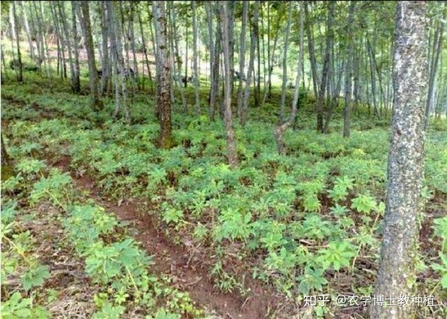 致富种植视频全集_致富经地果种植技术_致富果树
