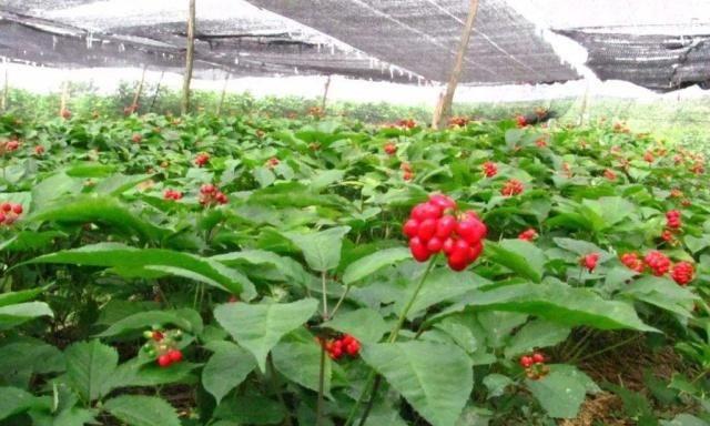 一味中草药，按“头”算价格，亩产经济效益可达3000元以上