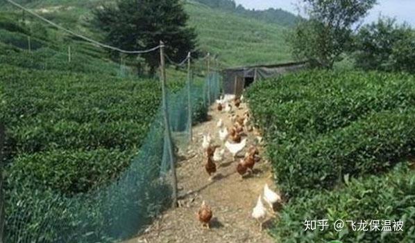 致富养鸡好段_致富经怎样养鸡_致富新项目养鸡