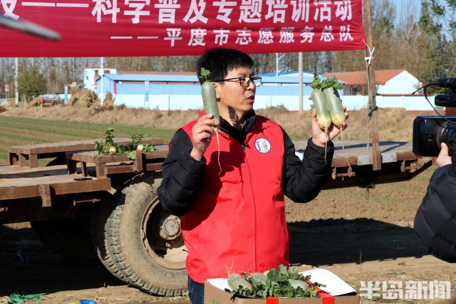 种植什么致富菜_种植蔬菜致富_致富经蔬菜种植
