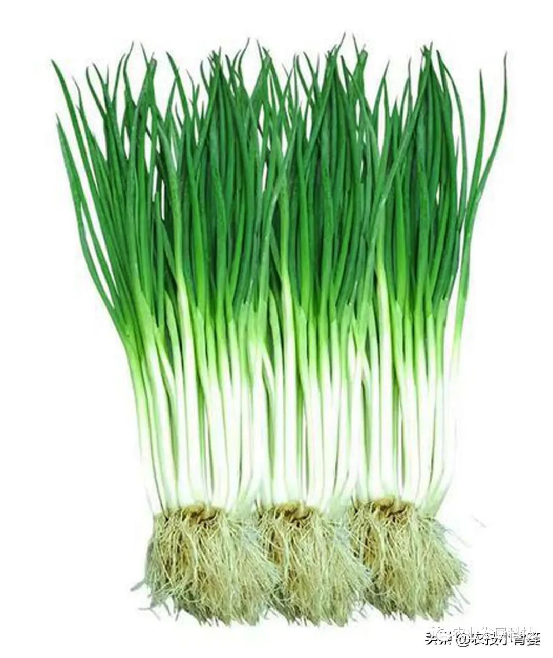 大量香葱种植技术_种植香葱大量技术措施_种植香葱大量技术有哪些
