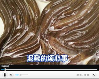 [科技苑]乡村夏令营 探秘营 泥鳅的烦心事儿(20130722)